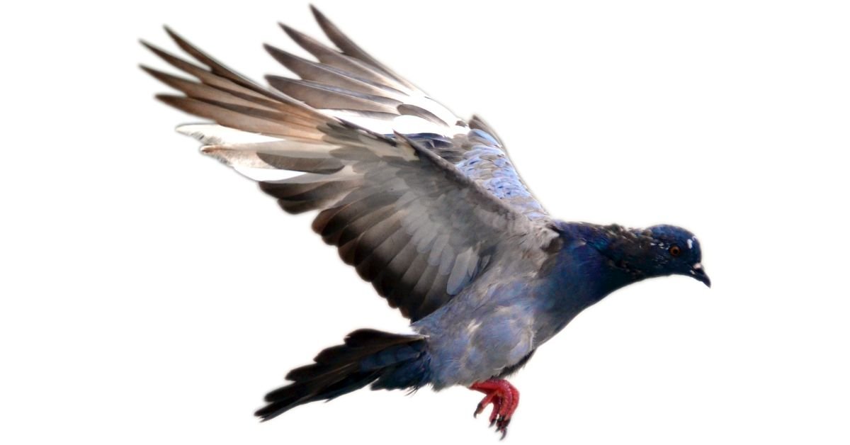 What To Look For In Racing Pigeon Health Supplements And Why They Matter - Camelus