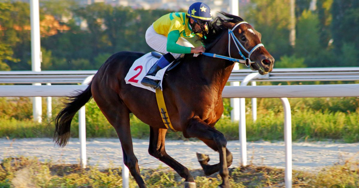 Boosting Your Horse's Performance With The Right Supplements - Camelus