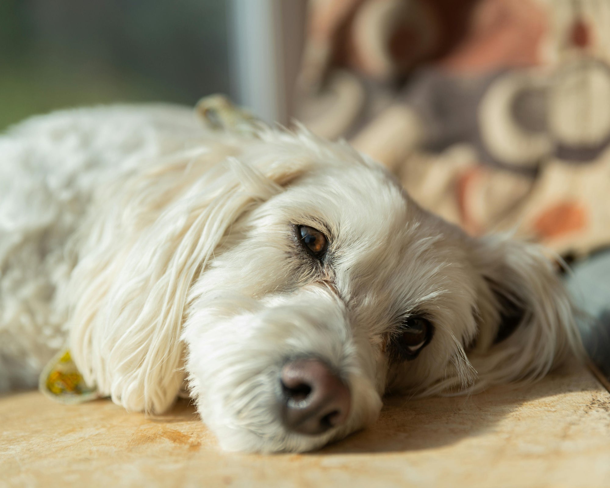Signs Your Dog Might Be Vitamin Deficient and How to Fix It - Camelus