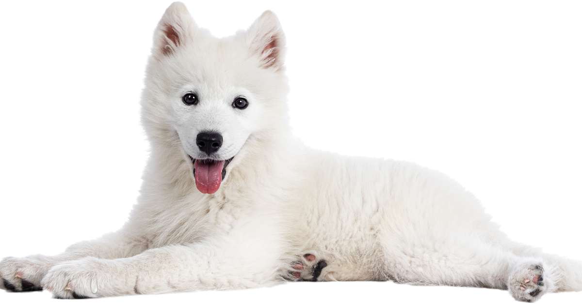Enhancing Canine Longevity with Targeted Nutritional Supplements - Camelus