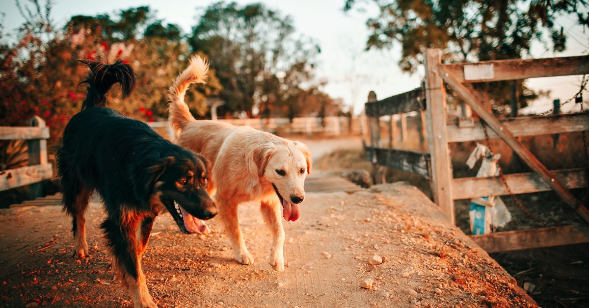 Tan and Black Dogs