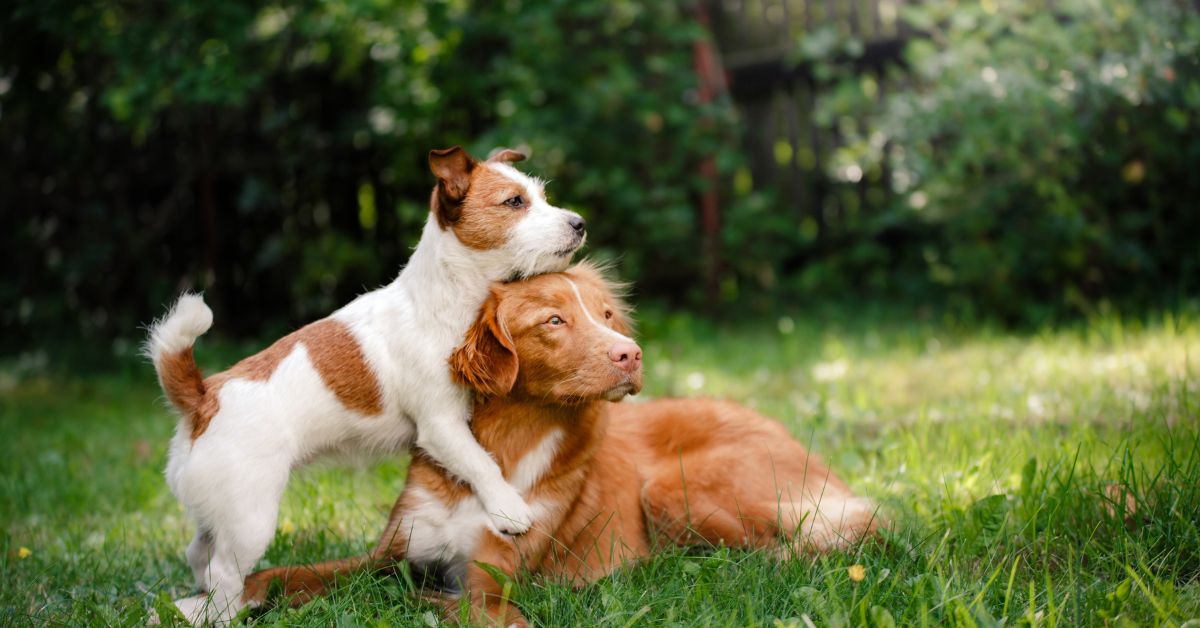 Two dogs in the grass