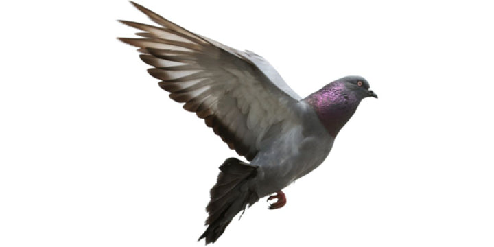 pigeon supplements