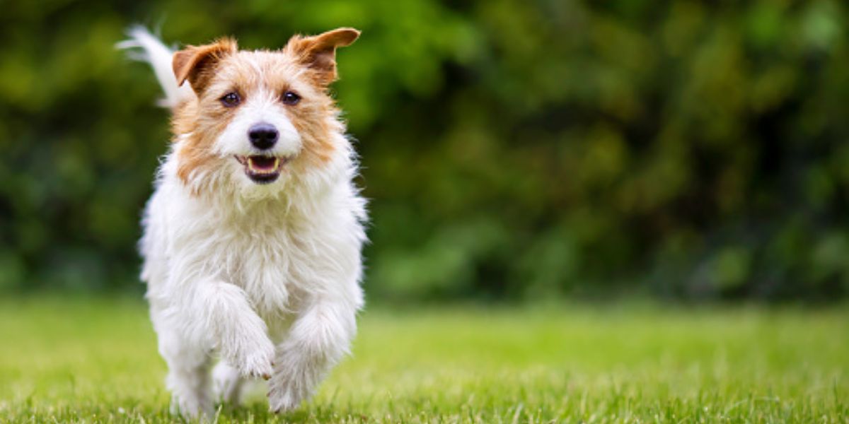 Essential Faqs On Dog Supplements: What You Need To Know To Keep Your Canine Healthy And Happy - Camelus