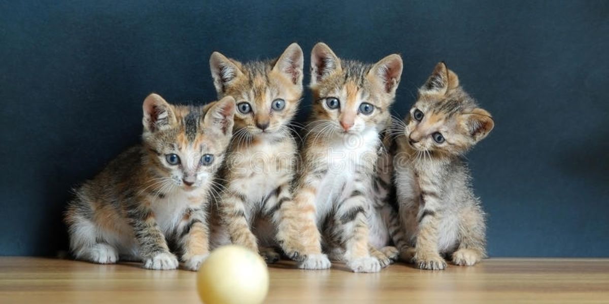 Understanding Cat Nutrition: What Supplements Do Cats Need? - Camelus