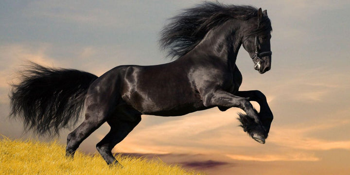 stallion horse