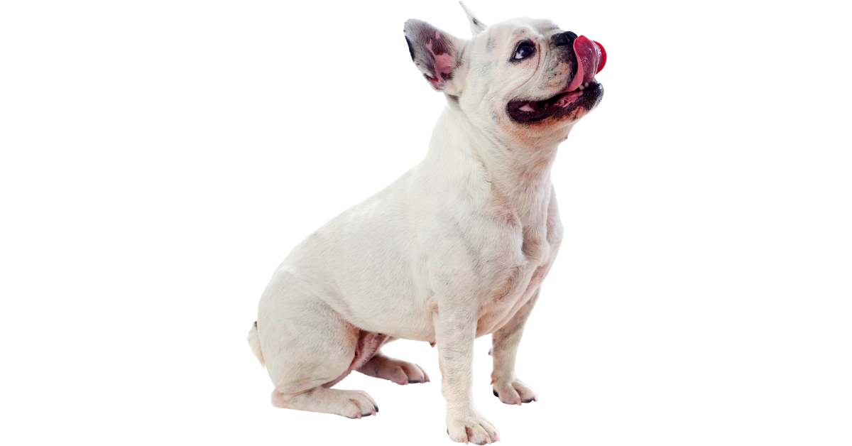 White Bulldog