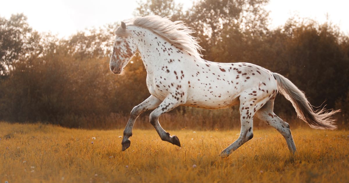 Enhancing Immunity in Horses: Key Supplements for Disease Prevention - Camelus