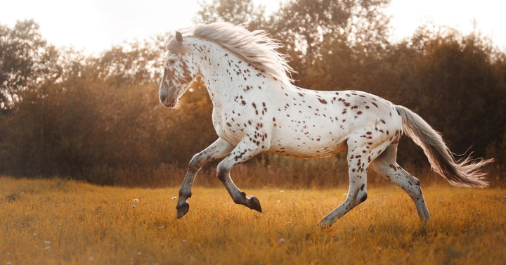 White spotted horse