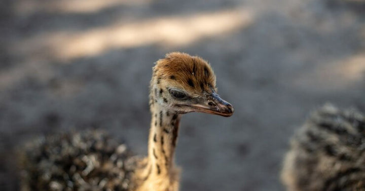 a baby ostrich