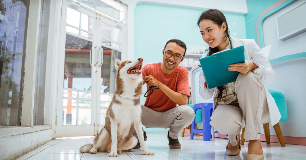 How Joint Supplements Can Support Dogs with Orthopedic Conditions - Camelus
