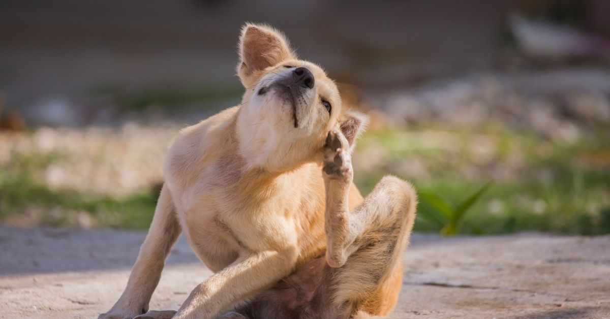 brown dog scratching itself⁠