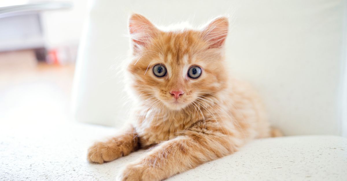 Enhancing Feline Mobility: Key Nutrients for Active Cats - Camelus