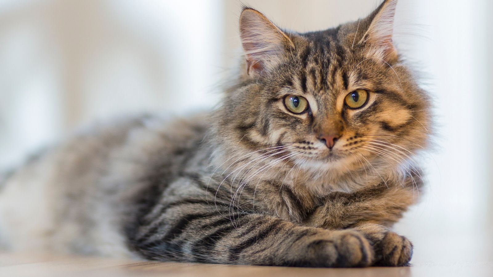Enhancing The Immunity Of Your Cat With Doggymin Gel Supplement - Camelus