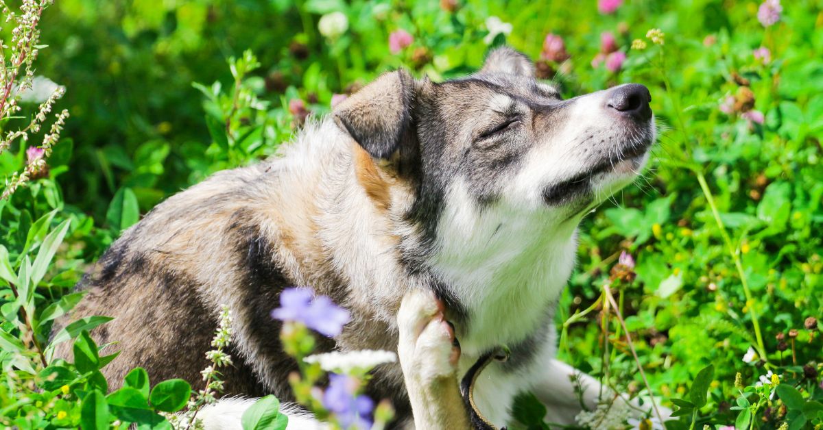 dog scratching an itch