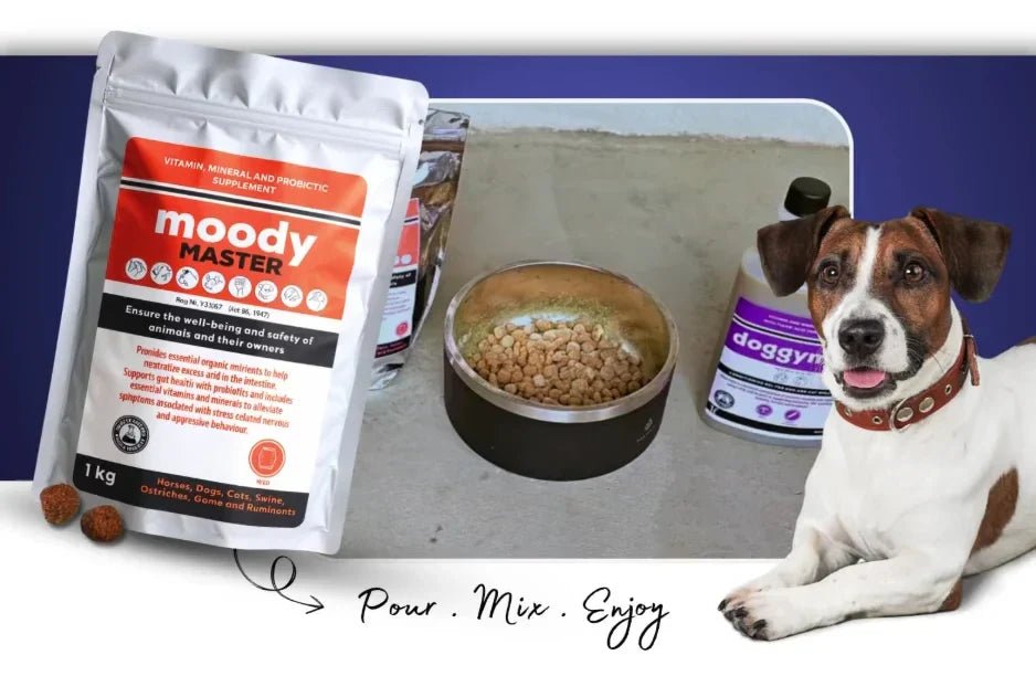 Powders, Chews, or Liquids: A Scientific Guide to Choosing Pet Supplements - Camelus