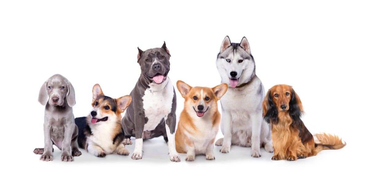 Flexcare: An Excellent Choice For Pet Owners Looking For A Reliable Joint Supplement For Dogs - Camelus