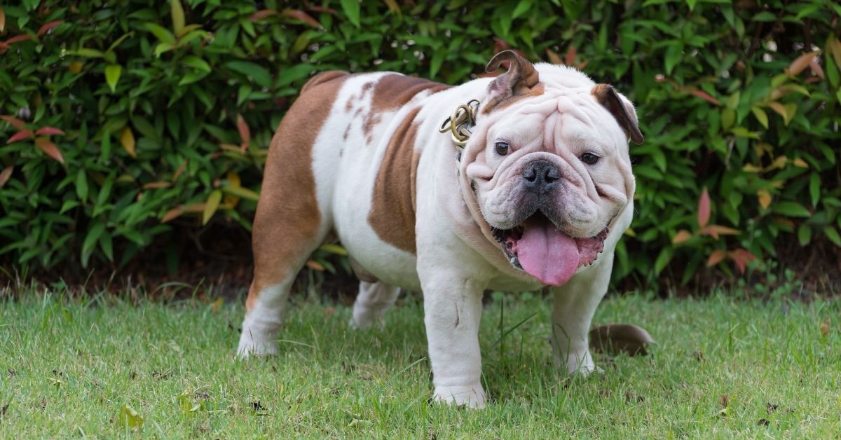 fat white english bulldog