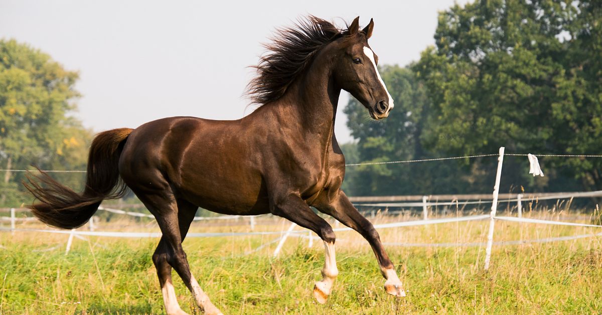 Flexcare Equine: Mobility, Skeleton And Joint Support Supplement For Horses - Camelus