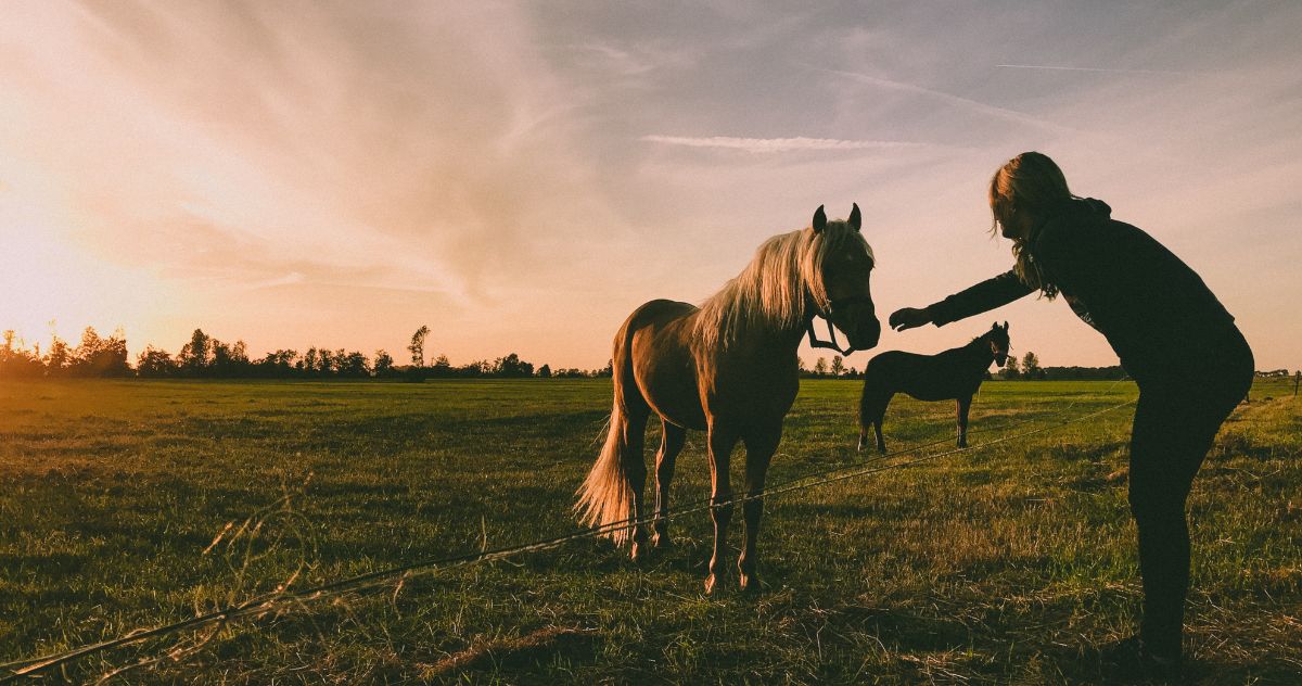 What to Track in a Horse’s Health Journal And Why It Matters - Camelus