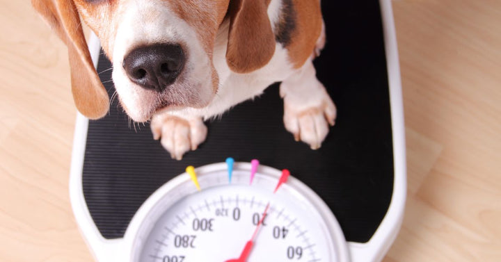 hound dog on weight scale