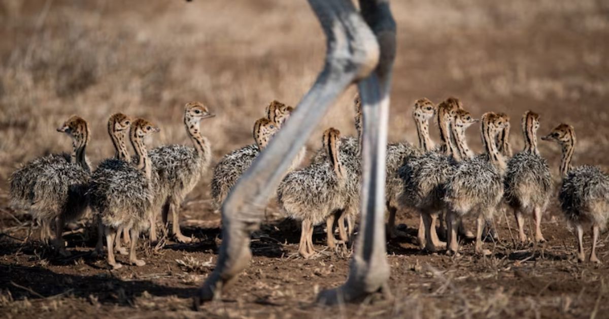 mother ostrich with her babies