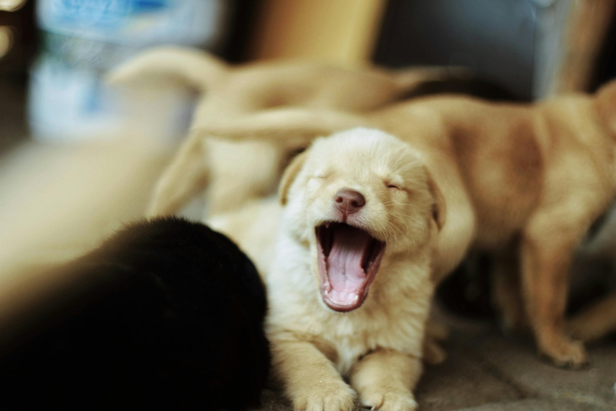 Supporting Mother and Puppies: A Vet's Guide to Supplements During Canine Pregnancy and Lactation - Camelus