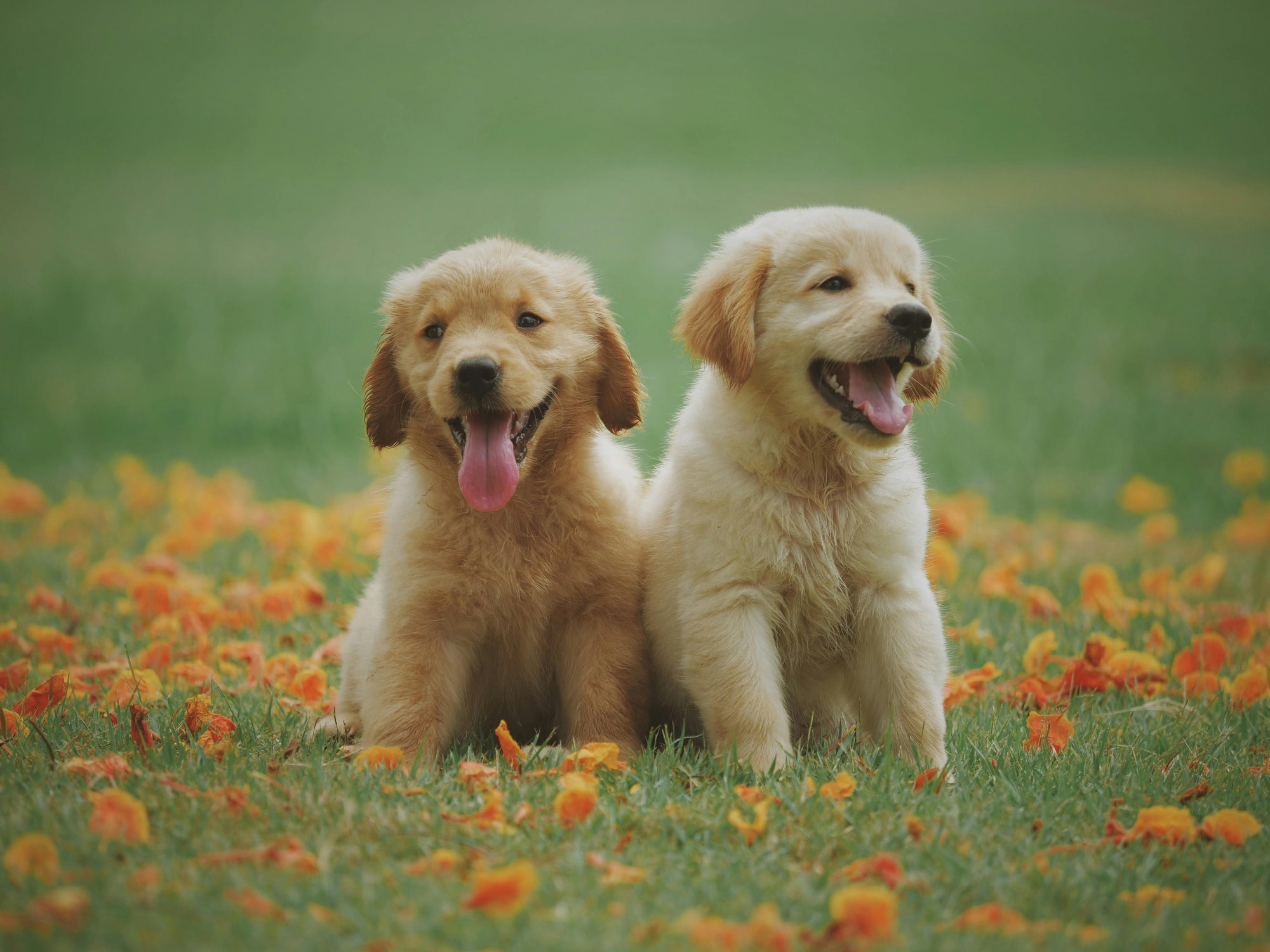 The South African Puppy's Supplement Guide: Building Strong Bones, Immunity and Gut Health - Camelus