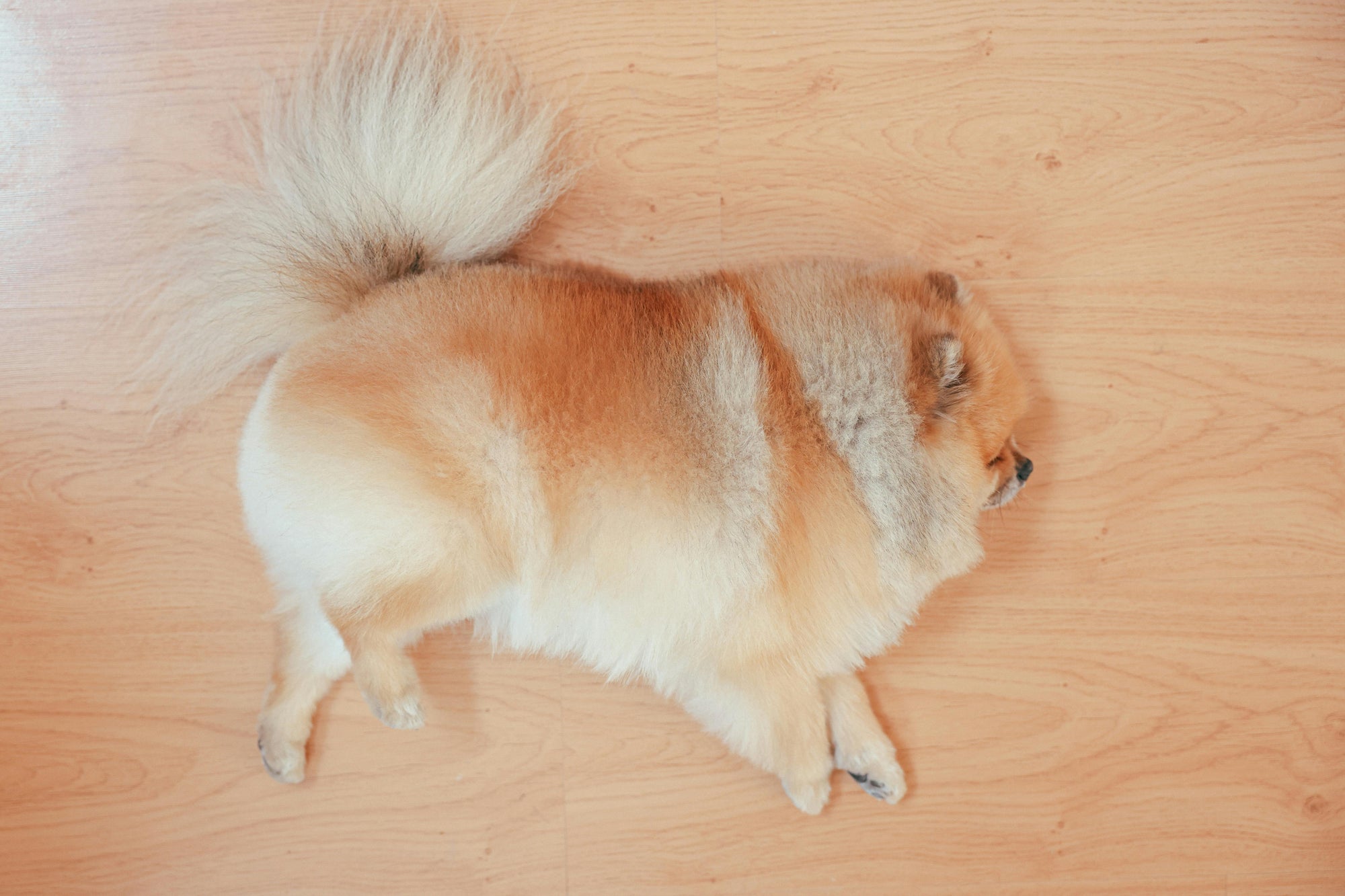 Supplements for Canine Anxiety and Stress: Your Guide to Natural Calming Aids - Camelus