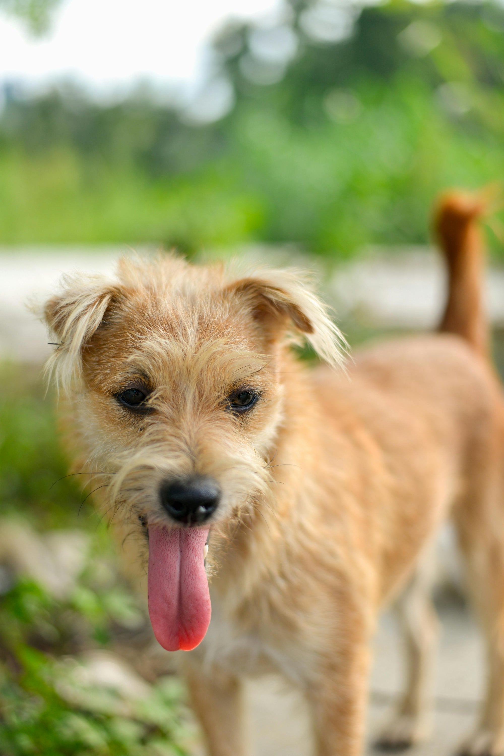 Happy Terrier Dog Enjoying Sunny Day Outdoors