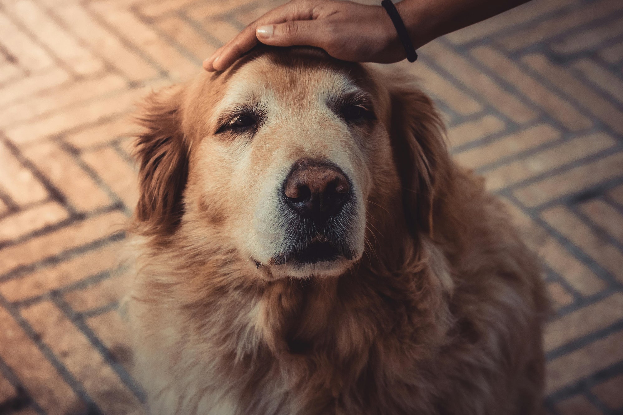 Supporting Your Senior Dog: A Guide to Supplements for Vitality, Comfort and Longevity - Camelus