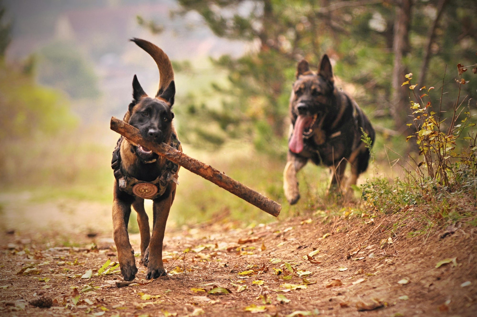 Healthy Dogs