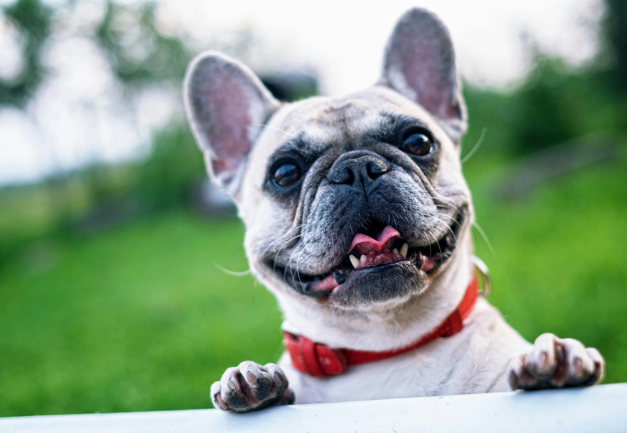 The Pet Parent's Guide to Safely Transitioning Your Dog's Supplements - Camelus