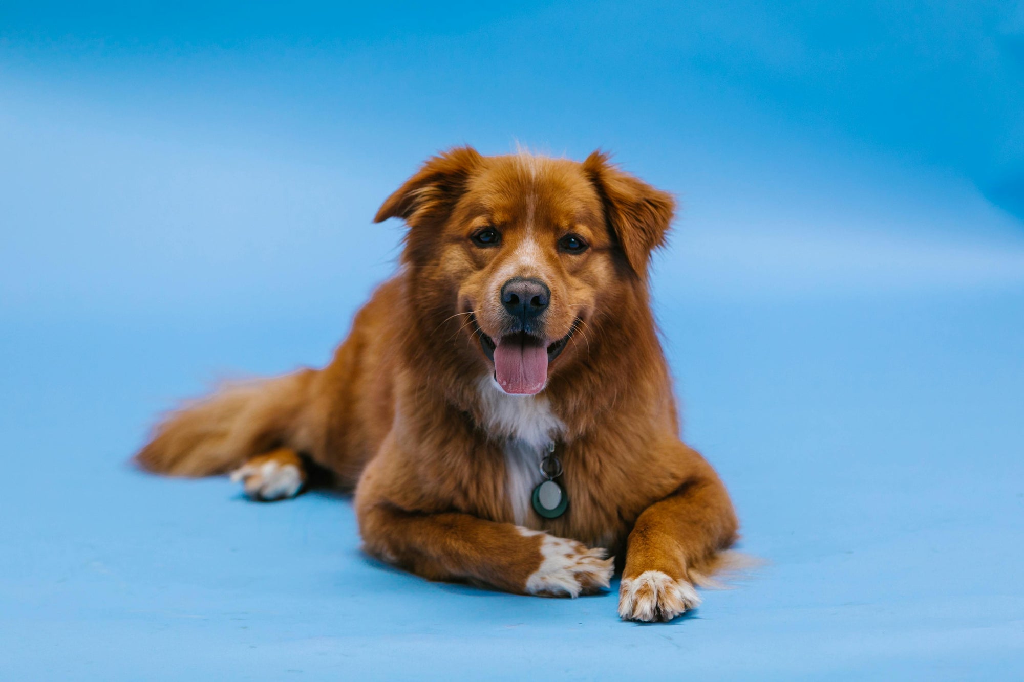 How Supplements Can Help Dogs with Digestive Disorders (IBD, Pancreatitis, Sensitive Gut) - Camelus