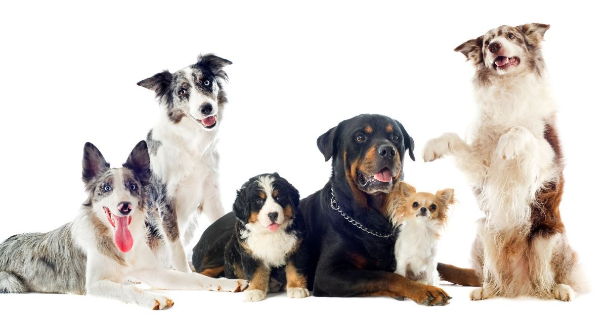 Navigating Canine Wellness: Key Ingredients in Dog Supplements and Their Benefits - Camelus