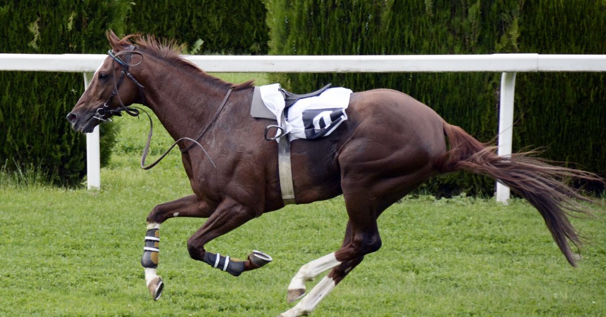 Equimin Trophy: The All-In-One Supplement for Optimal Horse Health - Camelus