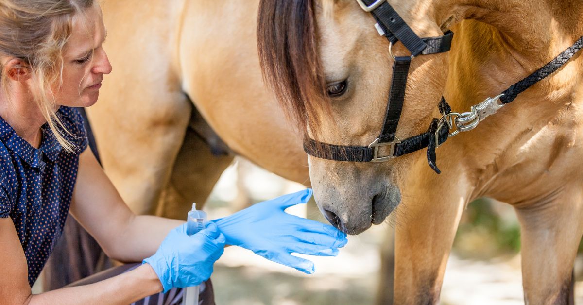 taking care of a horse