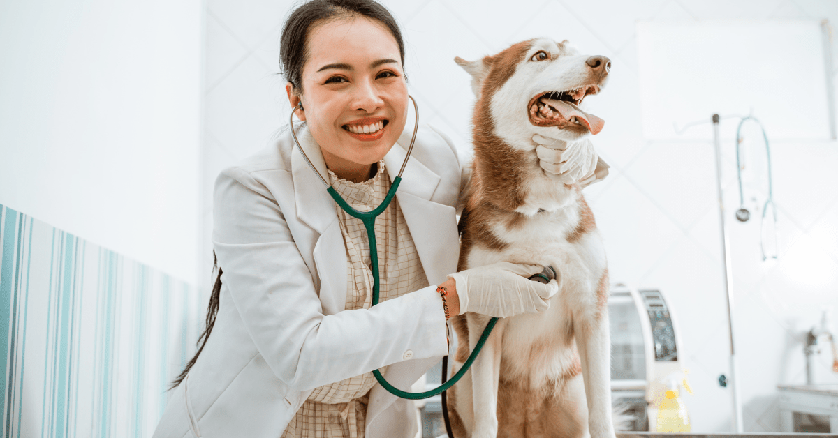 The Top 10 Evidence-Based Supplements for Managing Canine Arthritis - Camelus