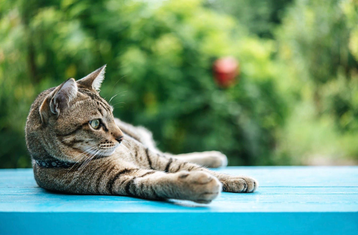 Cat Supplements - Camelus