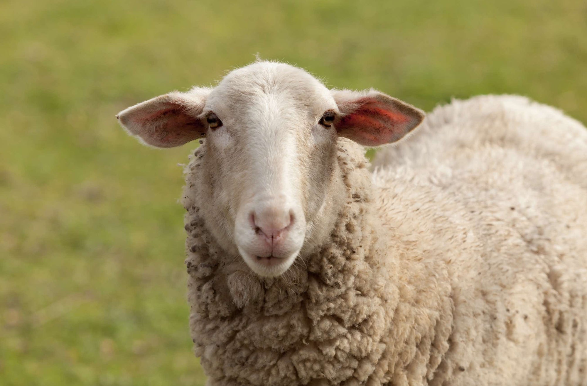Sheep Supplements - Camelus