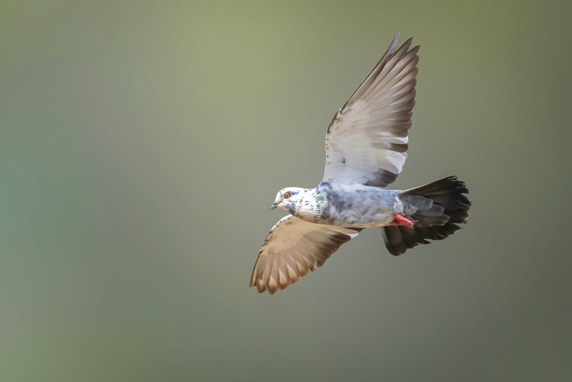 racing pigeon supplements