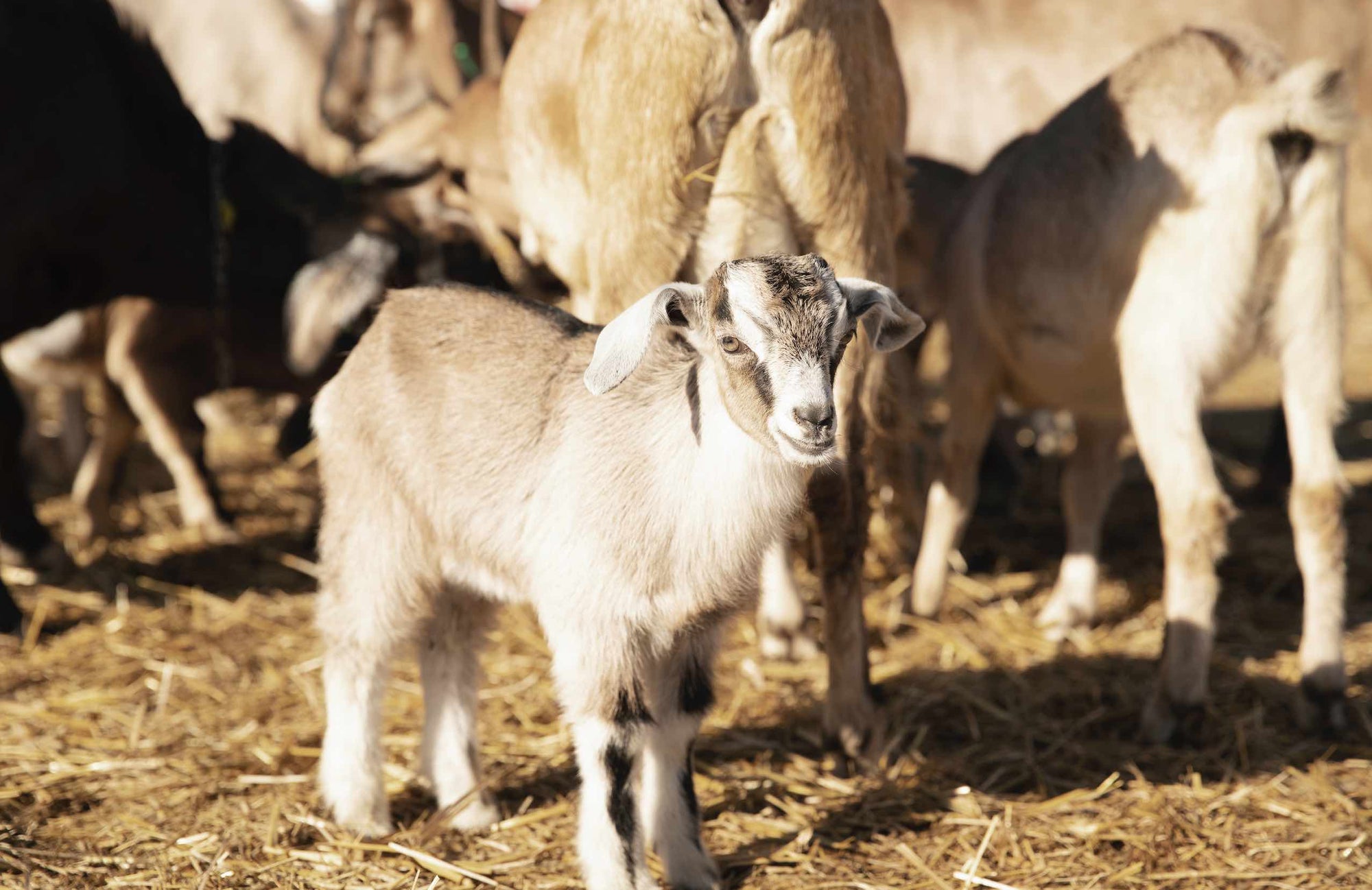 Goat Supplements - Camelus