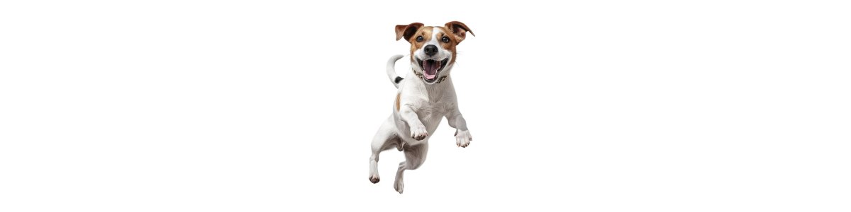 Dog with Healthy Joints Jumping