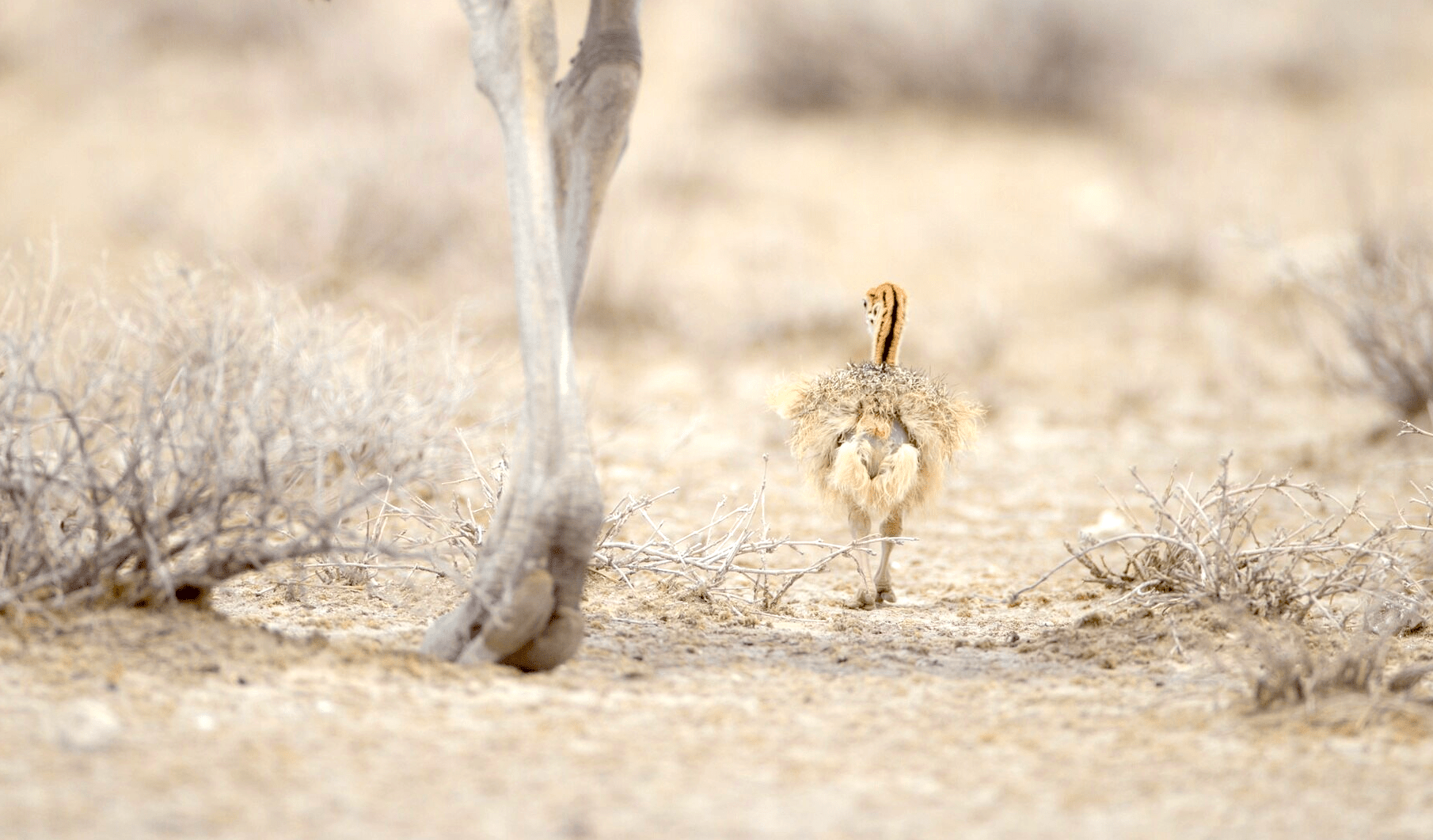 Ostrich Supplements - Camelus