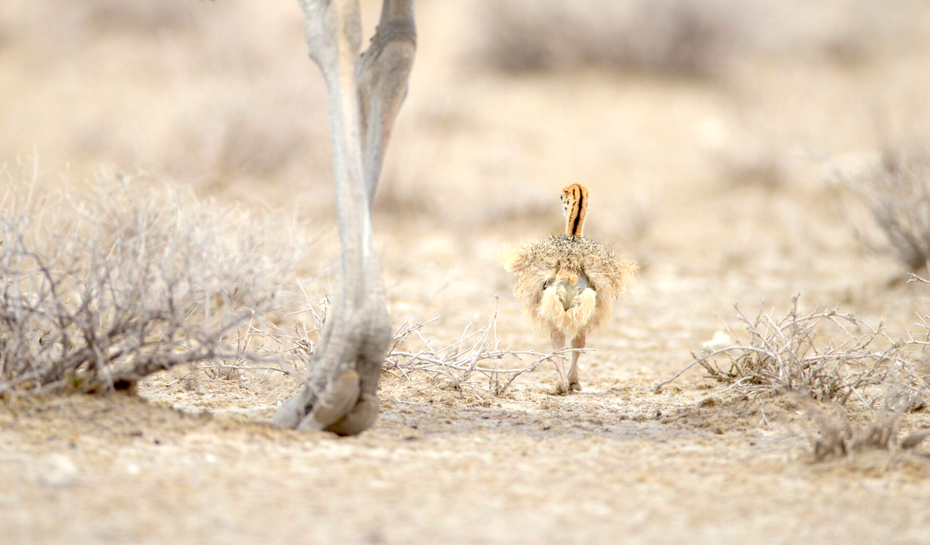 ostrich supplements