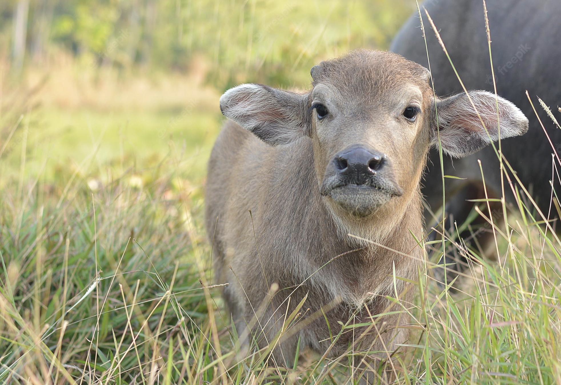 Calf Supplements