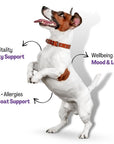 Doggymin (Skin & Immunity Support For Dogs)