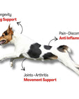 Natural Canine Care | Superior - Joint & Skin Solution For Dogs