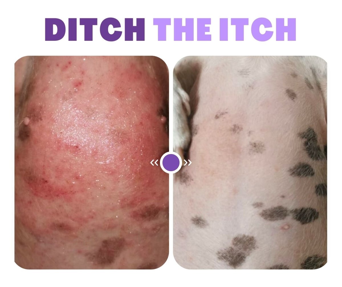 Natural Canine Care | Superior - Joint & Skin Solution For Dogs - Camelus - Joint | Skeleton | Mobility | Skin Conditioning | Longevity | Fertility | Immunity