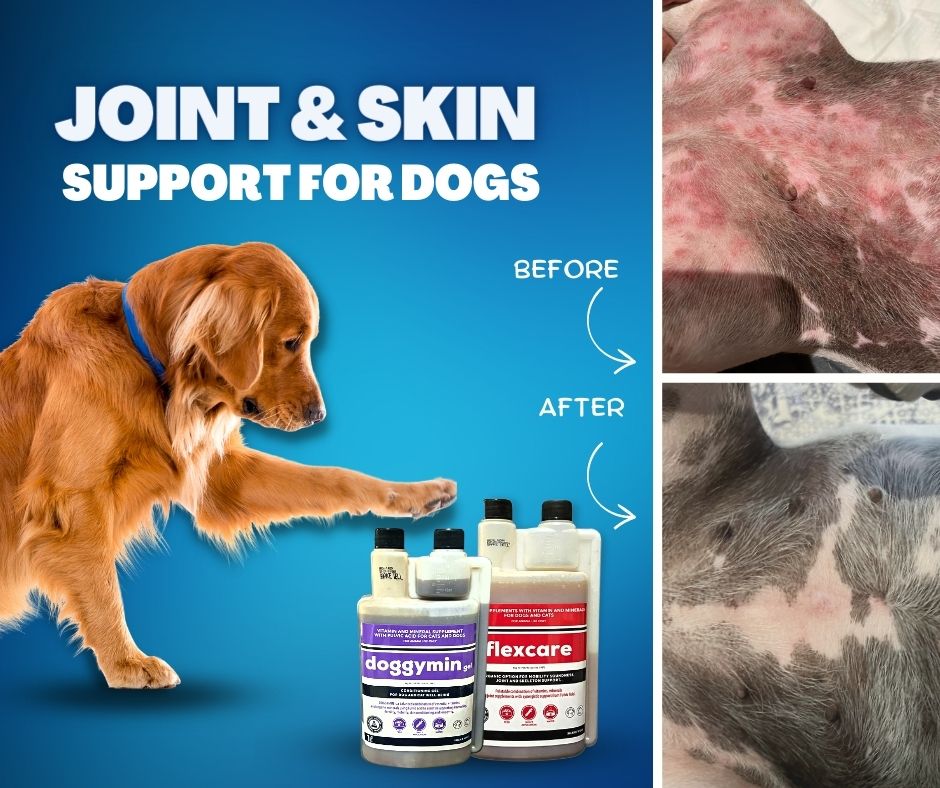 Doggymin (Skin and Immune Supplement For Dogs & Cats)